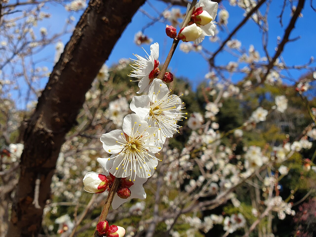 Prunus domestica