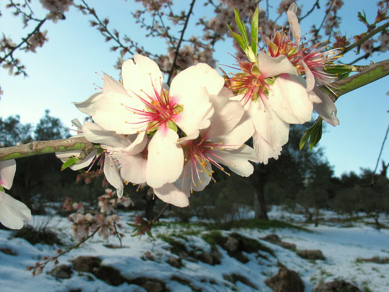 Prunus dulcis