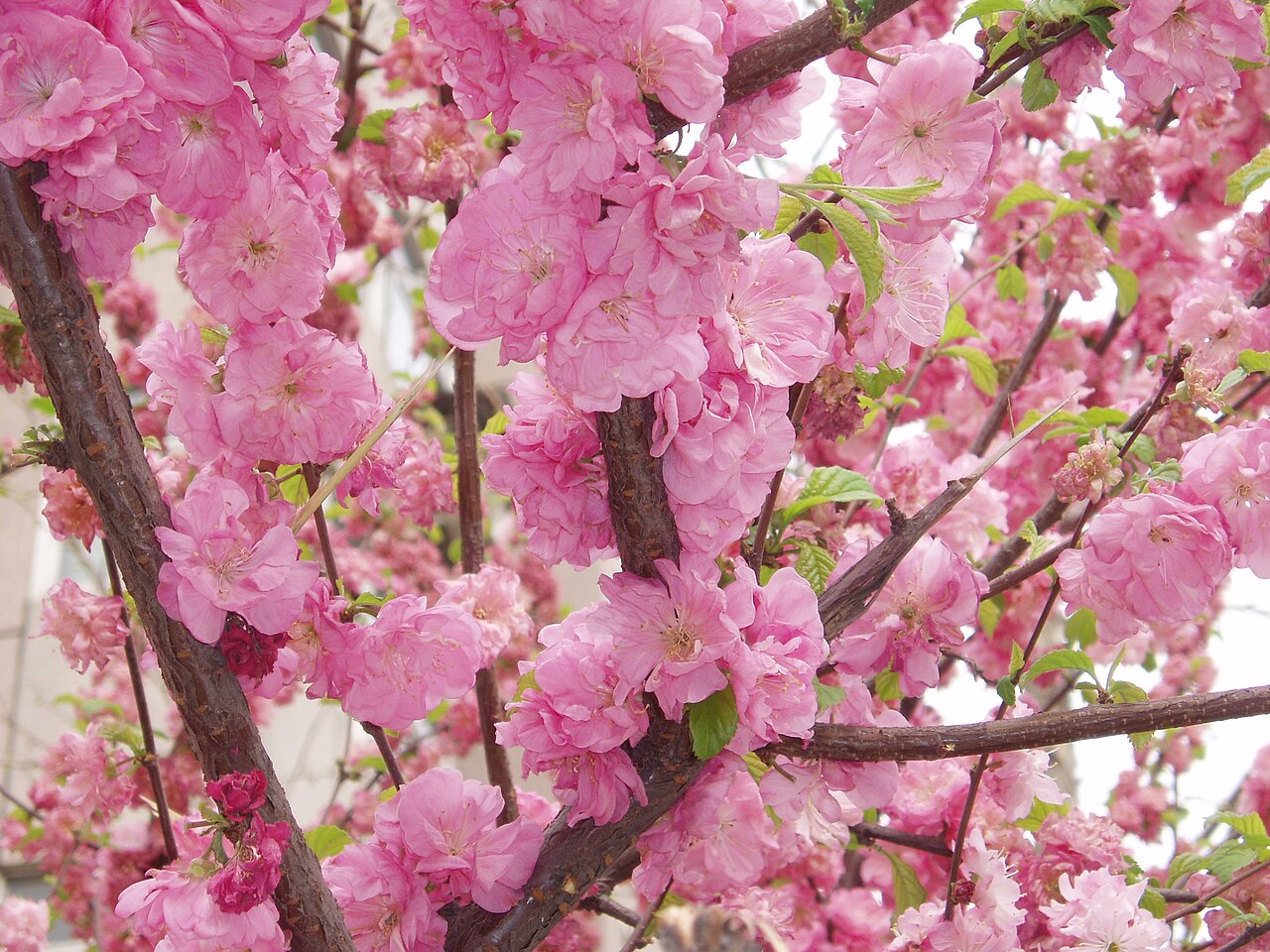 Prunus persica