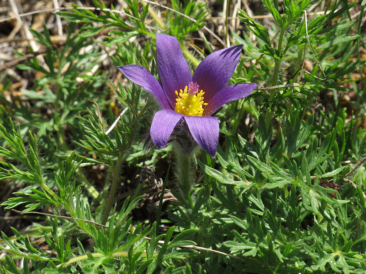 Pulsatilla vulgaris