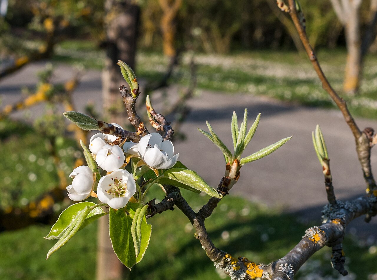 Pyrus communis