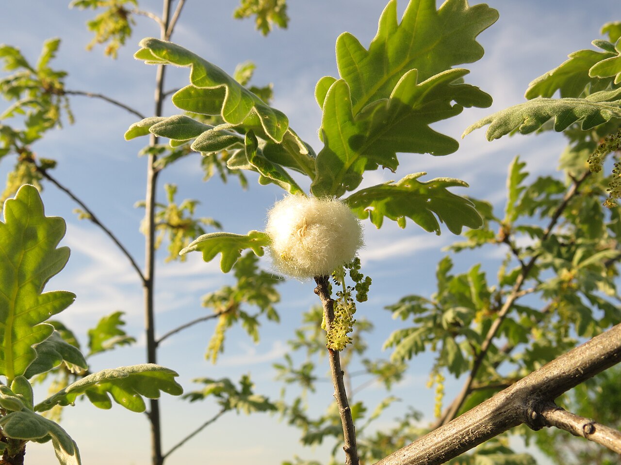 Quercus robur