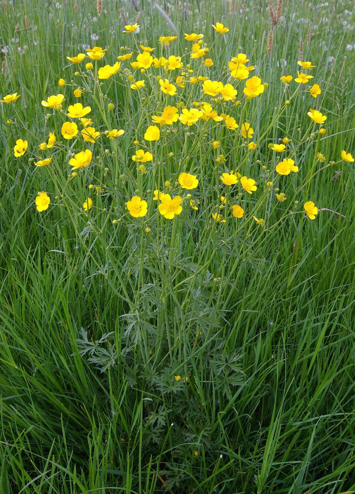 Ranunculus acris