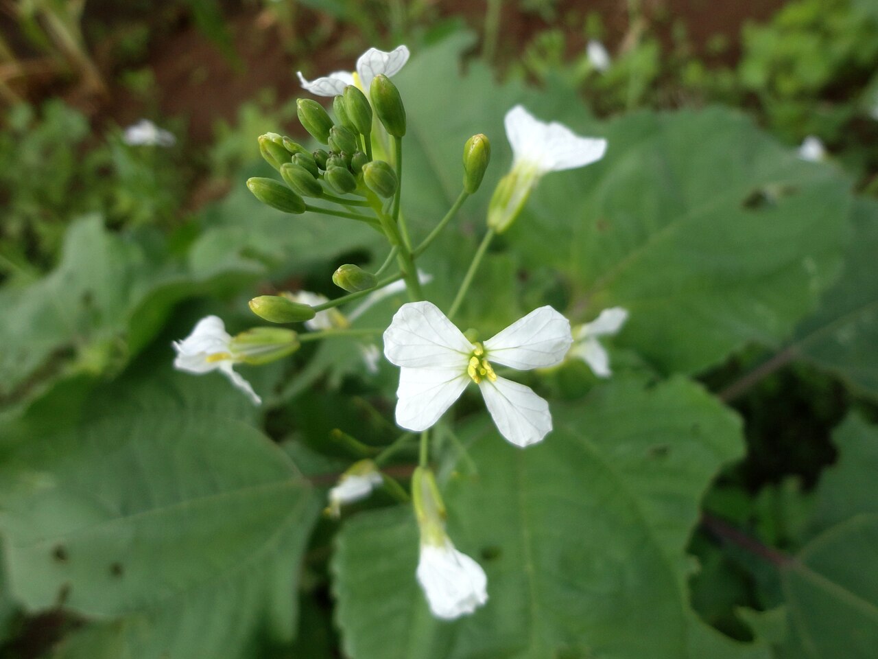 Raphanus raphanistrum