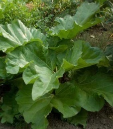 Rheum palmatum (rhabarbarum)