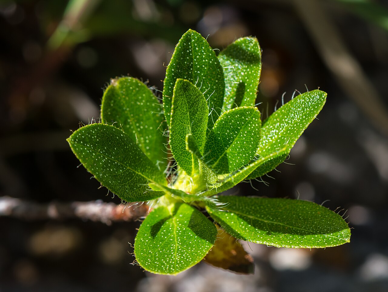 Rhododendron hirsutum