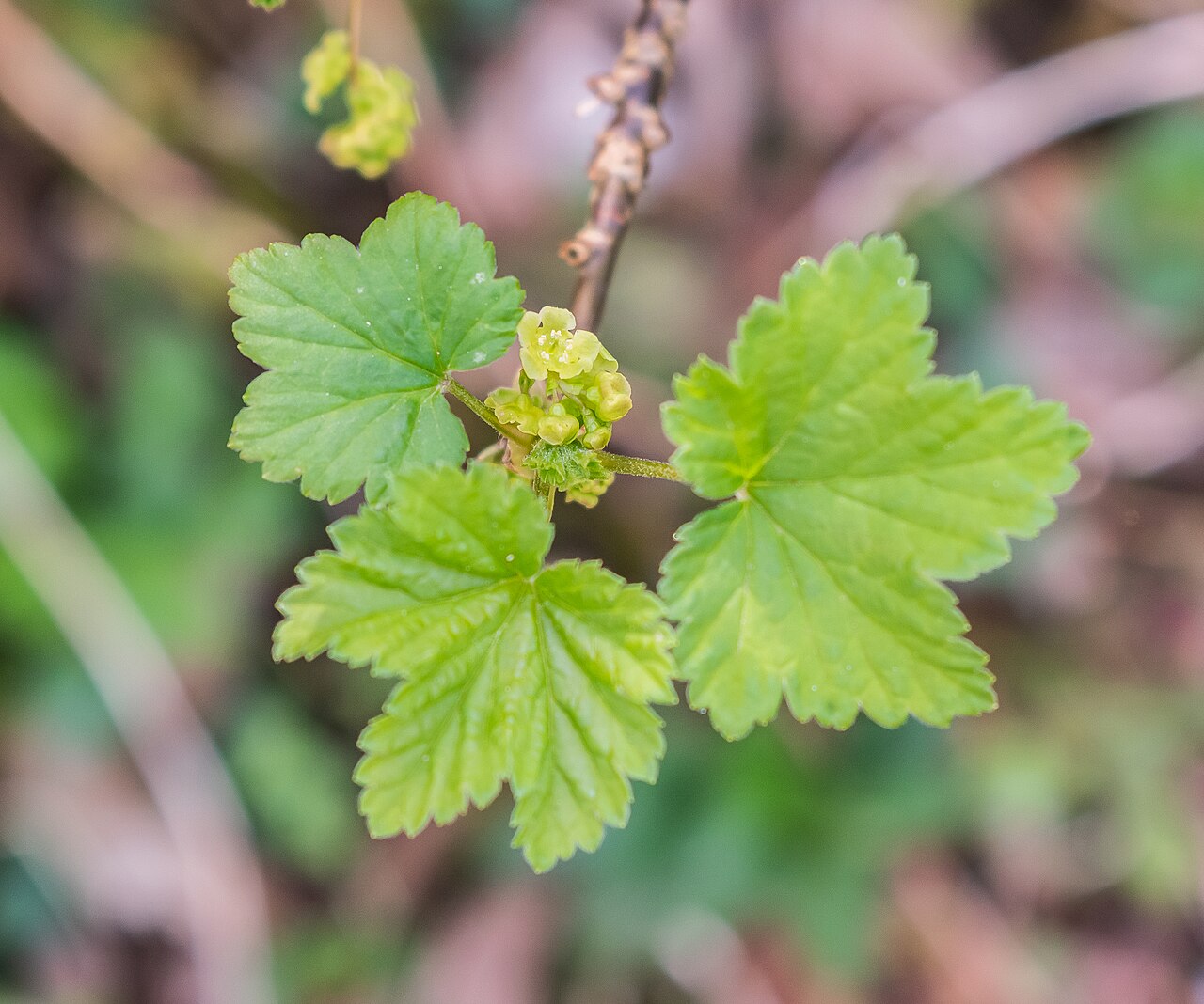 Ribes rubrum