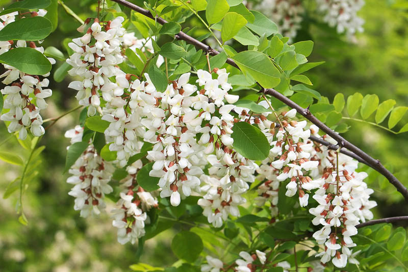 Robinia pseudoacacia