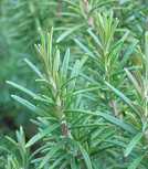 Rosmarinus officinalis 'Arp'