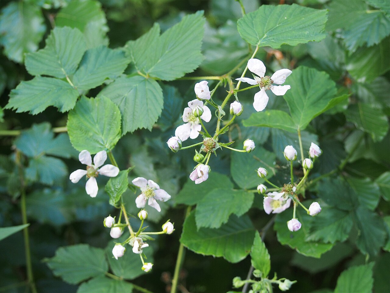Rubus fruticosus