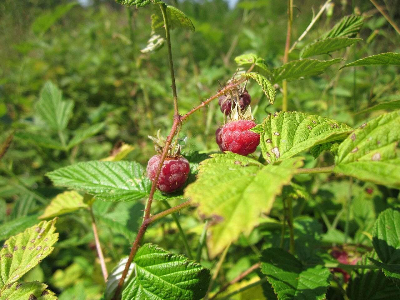 Rubus idaeus