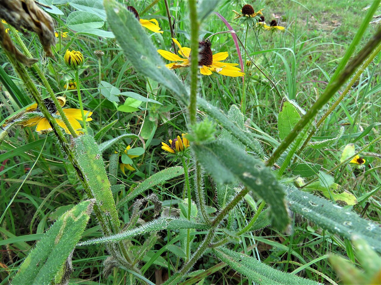 Rudbeckia hirta