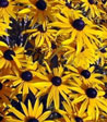 Rudbeckia sillivanti (fulgida) 'Goldsturm'