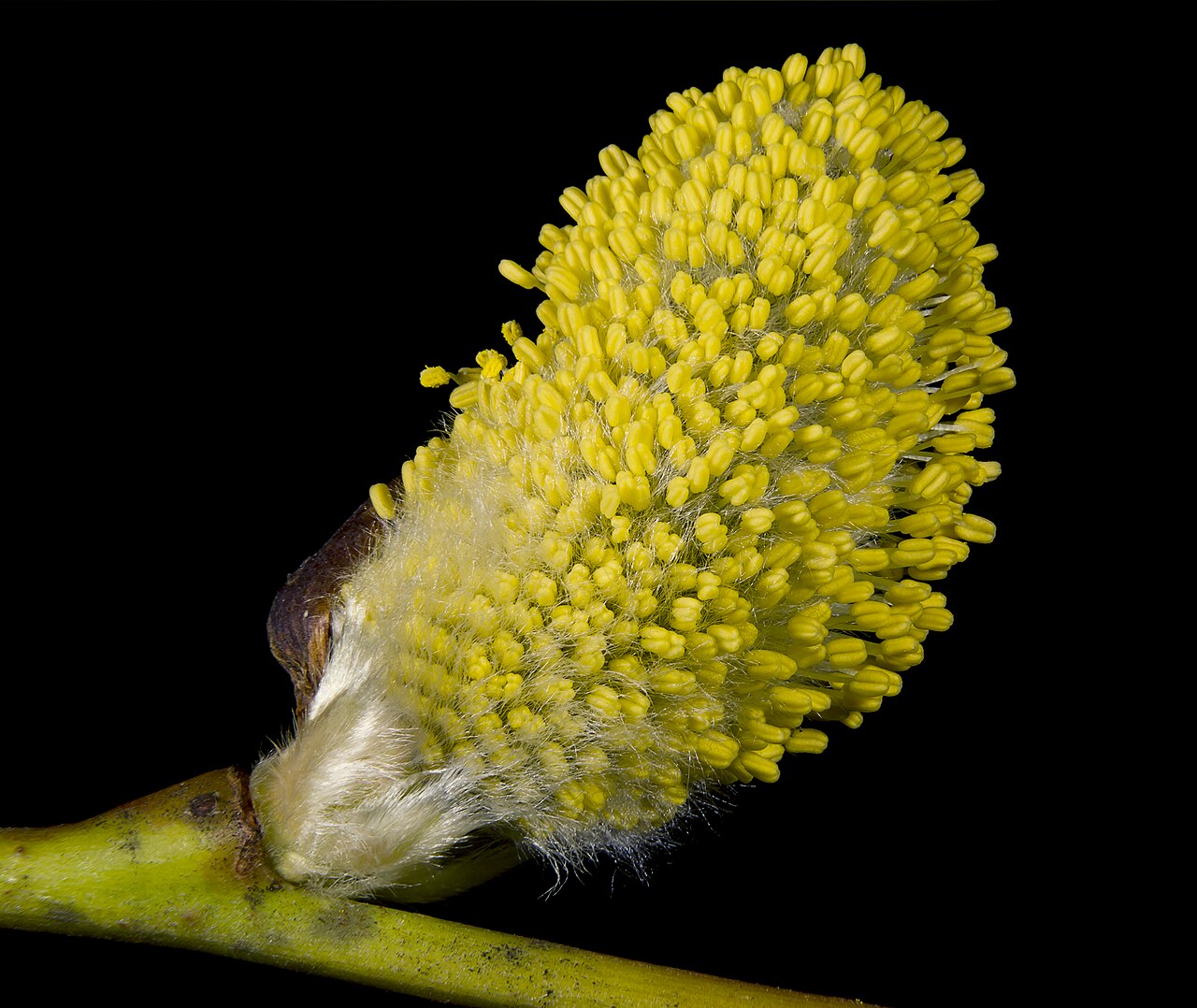 Salix caprea