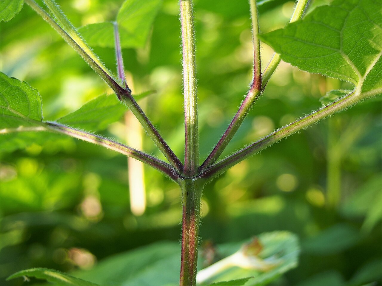 Salvia glutinosa