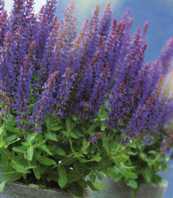 Salvia nemorosa (superba) 'Marlean Blu'
