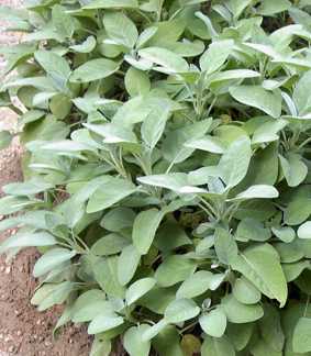 Salvia officinalis 'Maxima'