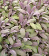 Salvia officinalis 'Purpurascens'