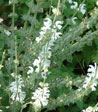 Salvia x superba 'Albiflora'