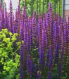 Salvia x superba 'Mainacht'