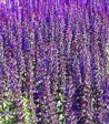 Salvia x superba 'Ostfriesland'