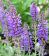 Salvia x superba 'Ruegen'