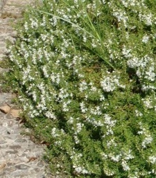 Satureja altenipilosa (repandens)