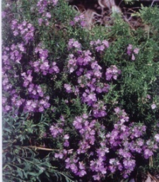 Satureja montana ssp.illyrica