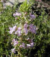 Satureja montana