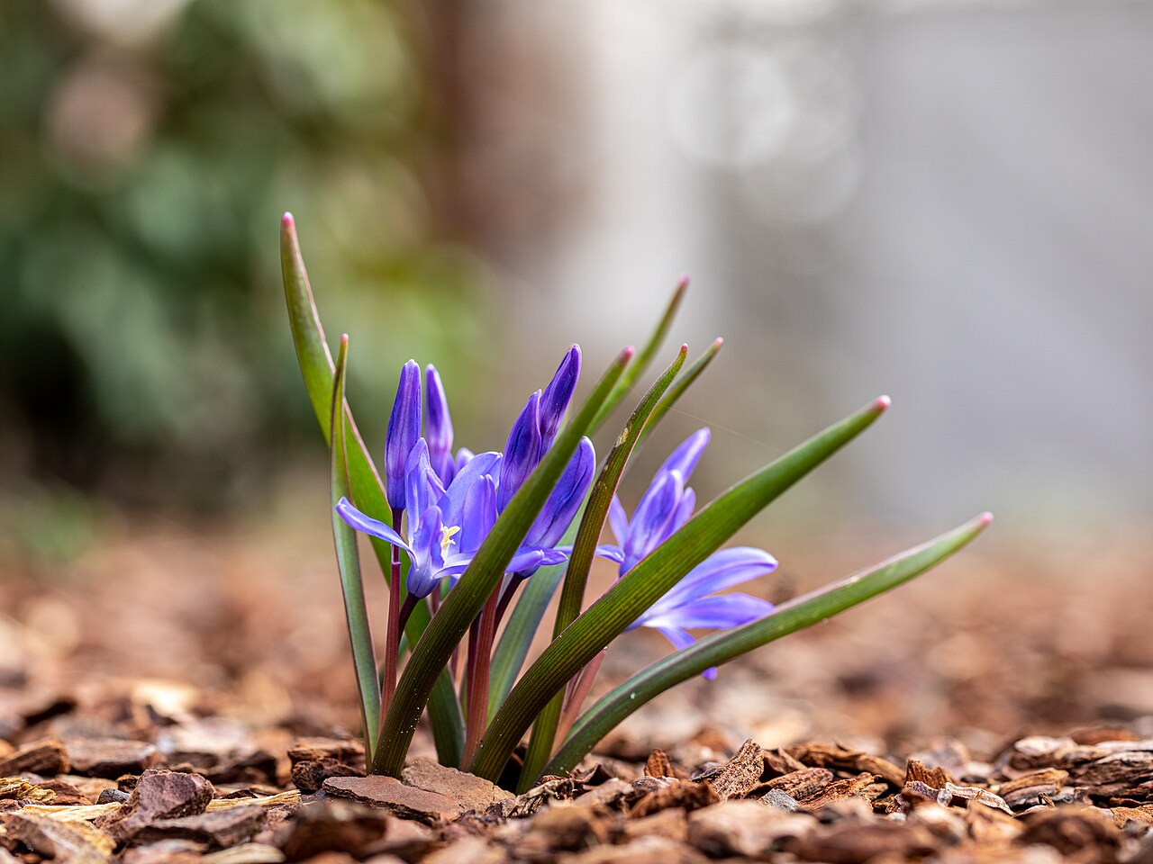 Scilla bifolia