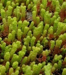 Sedum acre 'Elegans'