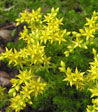 Sedum acre