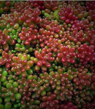 Sedum album 'Coral Carpet'
