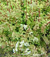 Sedum album 'Laconicum'