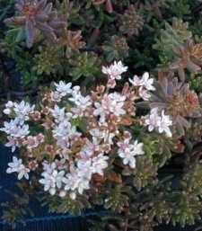 Sedum album 'Murale'