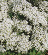 Sedum album