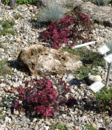 Sedum 'Bertram Anderson'