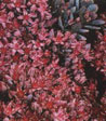 Sedum cauticola