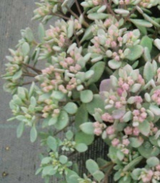 Sedum ewersii