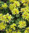 Sedum floriferum 'Weihenstephaner Gold'