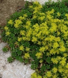 Sedum kamtschaticum