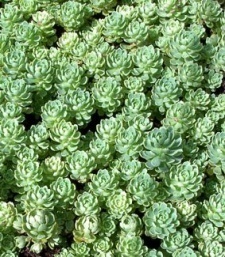 Sedum pachyclados