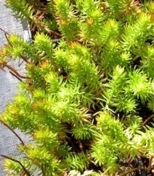 Sedum reflexum 'Aurea'
