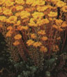 Sedum reflexum (rupestre)