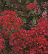 Sedum robustum 'Ruby Glow'
