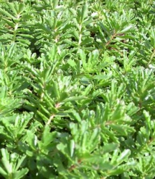 Sedum selskianum