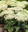 Sedum spectabile 'Star Dust'