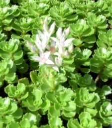 Sedum spurium 'Album'