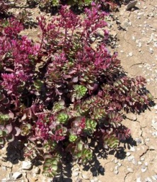 Sedum spurium 'Fulda Glut'