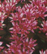 Sedum spurium 'Schorbusser Blut'